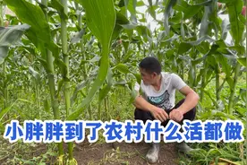 小情侣去玉米地拔草，老鹅提起了往事，不料这次太尴尬了视频封面