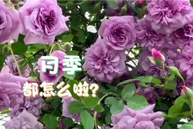 鉴定五位花友月季病虫害，准确用药，详细分析让新手不走弯路。视频封面