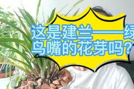 建兰——绿鸟嘴出花芽啦！建兰做好3个养护技巧，7月花芽蹭蹭冒视频封面