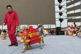 中国猴艺之乡——新野猴戏，猴子娶媳妇 小猴军训（二）视频封面