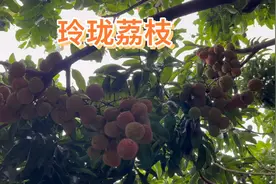 新品种龙鳞荔枝为什么这么火？看其果皮与果肉就清楚了，酥脆香甜视频封面