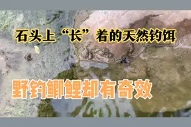 河边石头上就有的天然钓饵，野钓鲫鲤有奇效，多数钓友却不曾用过视频封面
