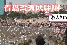 游走青岛喂海鸥，适逢退潮，海鸥数量尤其多，红嘴鸥:3月底离开视频封面