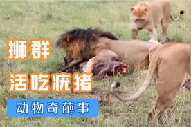 疣猪被狮群吃到一半了仍然想尝试逃跑，非洲猪坚强非你莫属了。视频封面