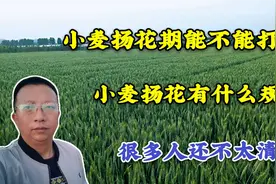 小麦扬花期到底能不能打药？小麦扬花有什么规律？很多人还不清楚视频封面