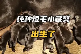 一窝短毛纯种小藏獒出生了  被毛乌黑发亮让人一看爱不释手视频封面