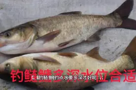 钓鲢鳙多深水位合适？视频封面