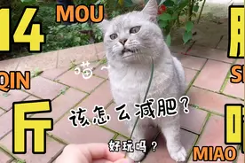 14斤大肥猫的减肥路，崎岖又难行，这么懒的猫应该怎么瘦？视频封面