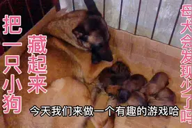 奶狗少一只母犬能发现吗？它会疯狂寻找，以为别的狗偷了要去拼命视频封面