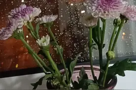 春雷滚滚 春雨绵绵视频封面