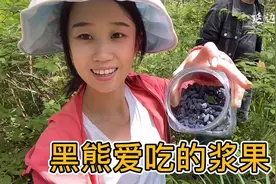 中俄边境原始森林，这种野果据说黑熊最爱吃，怕有老虎摘完赶紧走视频封面
