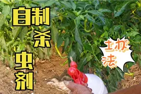辣椒生虫怎么办？教你一招农村土办法不用喷药，高产大丰收