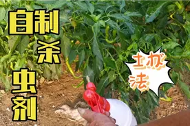 辣椒生虫怎么办？教你一招农村土办法不用喷药，高产大丰收视频封面