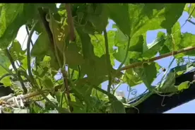 神奇的碳氢寡肥，中药制剂富含多种营养元素，碳.麟.钾视频封面