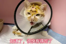 流浪小猫住院后表现得很坚强，还与人对答如流，懂事又乖巧视频封面