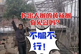 长成大树的黄杨树，你见过吗？视频封面