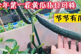 黄瓜、番茄、羊角蜜追肥半个月后全变样，今年第一茬黄瓜节节有瓜视频封面