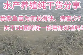 我家鱼苗为何长得快、病害少？因为使用了这一小妙招，视频分享！视频封面