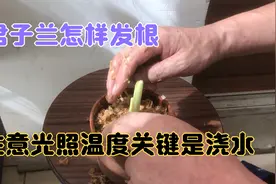没根的君子兰别扔掉今天教你如何发根，使兰恢复如初。视频封面