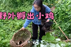 母鸡又在野外孵出小鸡了，小婷天天在草丛捡鸡蛋没发现，太惊喜了视频封面