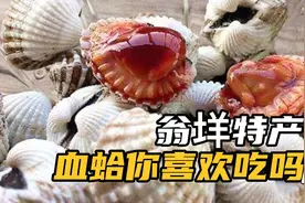 温州人最爱吃的血蛤过年必吃一道菜，居然长在泥巴里，你喜欢吃吗视频封面