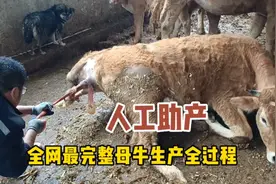 全网最完整母牛生产全过程，人工助产，喜得小母牛一头！视频封面