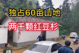 拥有60亩山地，两千颗脐橙树，两千颗红豆杉，两栋小平房证件齐全视频封面