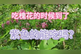 白色和紫色的槐花有什么不一样？别乱吃！视频封面