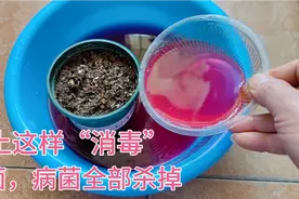 养花旧土全是“毒”，教你一招，不用晒不用烤，细菌病毒全都搞定视频封面