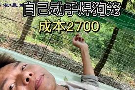自己动手焊狗场，养殖创业区，钢筋960，围网1270，铁皮瓦700，视频封面