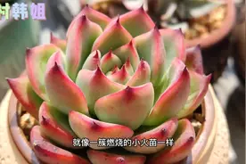 分享十款适合阳台养的多肉，好养好上色，阳台里也能养出好状态视频封面