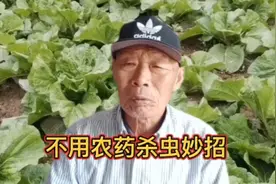不用农药杀虫妙招，自制糖酒醋溶液杀虫剂，杀虫效果非常好。视频封面