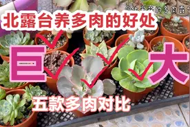 夏季尝试在北侧露台养多肉，没想到对比巨大，再也不怕暴晒黑腐了视频封面