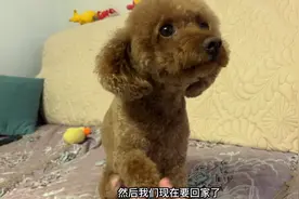 泰迪狗一听出门不带它就急了，居然准备咬主人，太厉害了视频封面