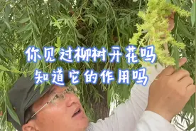 见过柳树花吗？知道它有什么作用？视频封面
