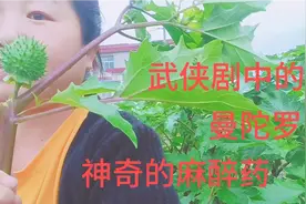 神奇植物曼陀罗，全身都是剧毒，古代神医华佗麻沸散提取物视频封面
