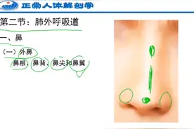 人体解刨学：肺外呼吸道视频封面