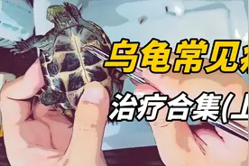 乌龟常见疾病治疗合集(上)全都亲测有效视频封面