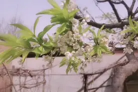 春天是个好季节，看看到花开的这么好，人的心情也大好。视频封面