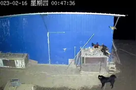 鱼塘来了黑狗，咬死20多只母鸡！看了监控视频，心痛不已！视频封面