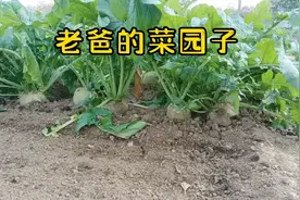 老爸的菜园子，自己家种的绿色无公害新鲜蔬菜，看看都有什么菜！视频封面