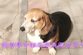 宠物狗眼角红肿，长个肉疙瘩竟是这个原因视频封面