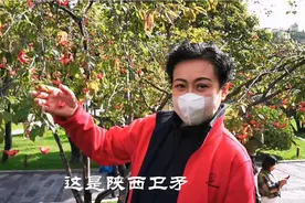 秋季最美观果植物 竞以陕西冠名 它叫陕西卫矛  被誉为吉祥摇钱树视频封面