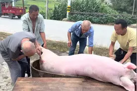 屠夫给猪脱毛的技术堪称一绝 方法独特 不愧是鄂南第一刀视频封面