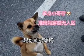 单身小哥带即将生狗宝宝的准妈妈进藏，他真的会照顾好狗妈妈吗视频封面