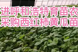 走进呼和浩特大棚育苗基地，感叹农业科技进步视频封面