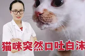 猫咪突然口吐白沫，是怎么一回事情？宠物医生告诉大家如何预防！视频封面