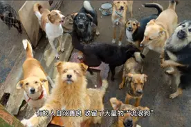 资深养狗人告诉你，为什么某些人收留流浪狗没有得福报视频封面