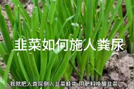 韭菜割后能马上浇灌人粪尿吗？需要注意些啥？视频封面