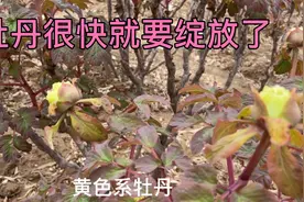 山东菏泽曹州牡丹园里面个别牡丹品种马上就要开花了。视频封面